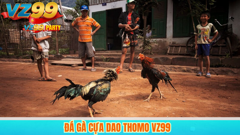 Đá gà cựa dao Thomo VZ99