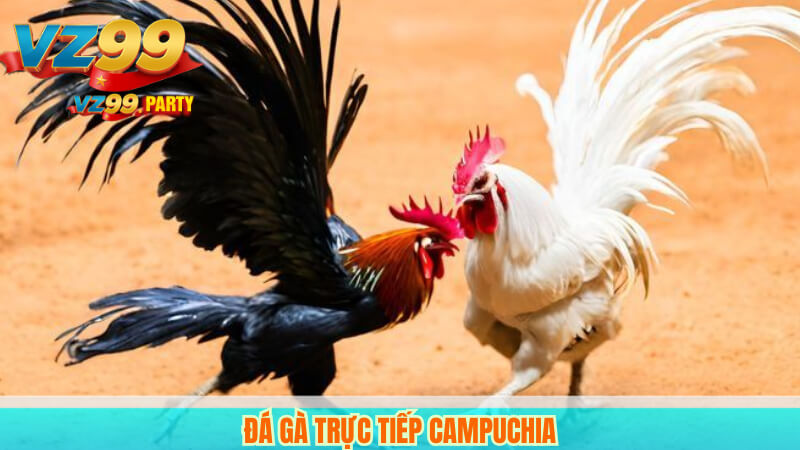 Đá gà VZ99: Sân chơi truyền thống kết hợp công nghệ hiện đại 5 Đá gà trực tiếp Campuchia