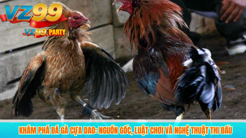 Khám phá đá gà cựa dao: Nguồn gốc, luật chơi và nghệ thuật thi đấu