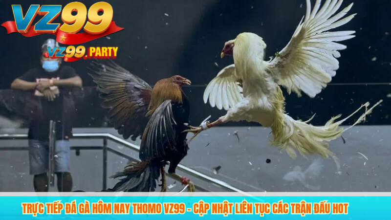 Đá gà trực tiếp Thomo VZ99 – Thương hiệu uy tín hàng đầu 5 Đá gà thomo 67 VZ99 – Nét đẹp văn hóa trong đá gà trực tiếp thomo